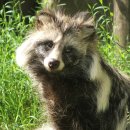 라쿤PC방 이미지