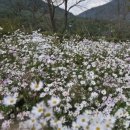 지리산황금나무 이미지