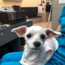 더조은동물의료센터 이미지