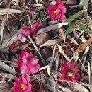 향기가득길 이미지