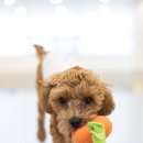 놀러오개 송파점 이미지