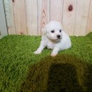 비숑이즈 이미지