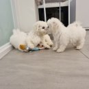 에스티 비숑프리제 이미지