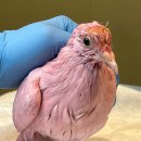 뉴욕 맨해튼에서 발견된 분홍색 비둘기 이미지