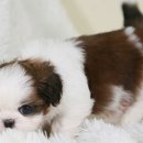 행복한 강아지 이미지