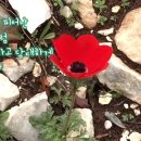 샤론의꽃 - 남동구 문화로169번길 80 | 샤론의꽃
