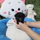 광주서구상무지역자활센터 화이트세탁 | 광주강아지분양 과정 말티즈 후기