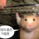 라비쥬