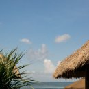 짱구애견 이미지