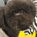 봉순이네 펫살롱 이미지