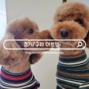 루이동물미용 | 구리 애견미용 전문샵 애견미용실 아트멍 단골 후기