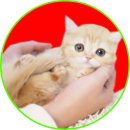 아담스펫 강아지분양 고양이분양 강남점 이미지