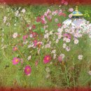 샬롬농장 이미지