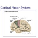 cortical motor system 이미지