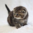 수원고양이분양 도레미캣 이미지