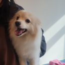 마미몽 펫샵 이미지