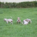 화이트 퍼피 켄넬 이미지