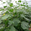 기능성머쉬 이미지