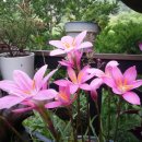 장미영내과의원 이미지