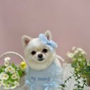 멍멍 애견미용 이미지