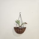 약전손칼국수 이미지