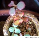 피고지고 이미지