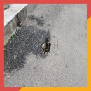 묵동-004 | 콘크리트바닥꺼짐 메꿈보수 공사