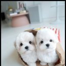 조이퍼피 강아지분양 네이버블로그