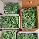 삼동파(애기파) 발송 이미지