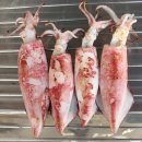 초보자를 위한 해루질 가이드, 장비, 준비물, 실전 주의사항 5분안에 정리!!