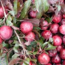 왕림농장 이미지