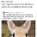 토끼
