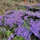 버클리) 조이숲🍁 이미지