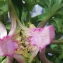 신안농장 이미지