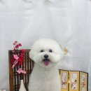 비숑다움 이미지