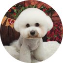 개들의 집 펫살롱 이미지