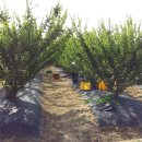 갈뫼농장 이미지