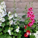 임계중앙교회 이미지