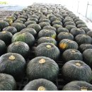 최용순농장 이미지