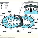 Re:Mitochondrial fission and fusion 이미지