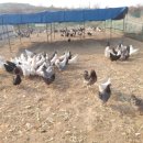 초정농장 이미지