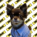 개냥아치 이미지