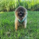 동행 애견 돌봄센터 하남점 이미지