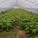 논산계룡농업협동조합 하나로마트분사 이미지