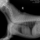 송도 종합 동물병원 이미지
