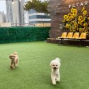 펫타리움 청담점 이미지