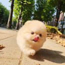 나눔펫 책임분양소 강아지분양 일산점 이미지