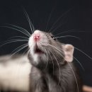 동물보육원 이미지