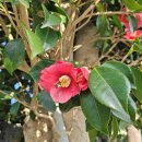 삼달리이야기 이미지