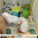 신촌감자탕 | [발산] 신촌감자탕해물뼈찜 먹고 온 후기